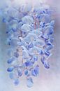Blauer Regen von Claudia Moeckel Miniaturansicht