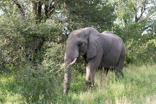 big elephant in kruger park
