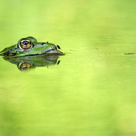 Grenouille avec mouche sur Simon Hazenberg