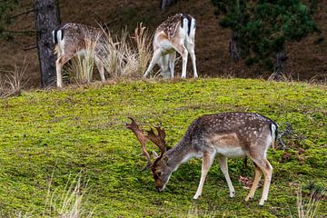 Daims AWD sur Merijn Loch