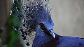 Victoria pigeon by Joep Rumpf