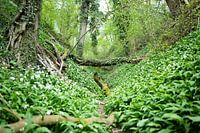 Spring in the Daschief forest