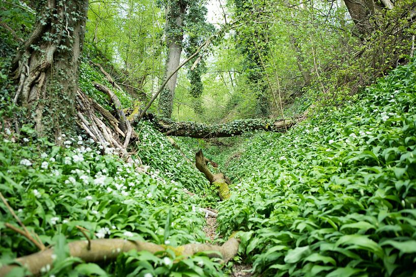 Spring in the Daschief forest by Marieke Smetsers
