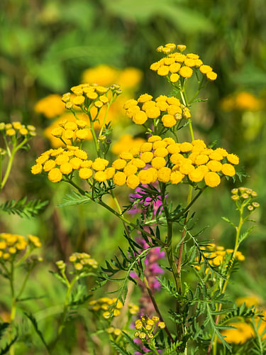 Glowing tansy in the summer light