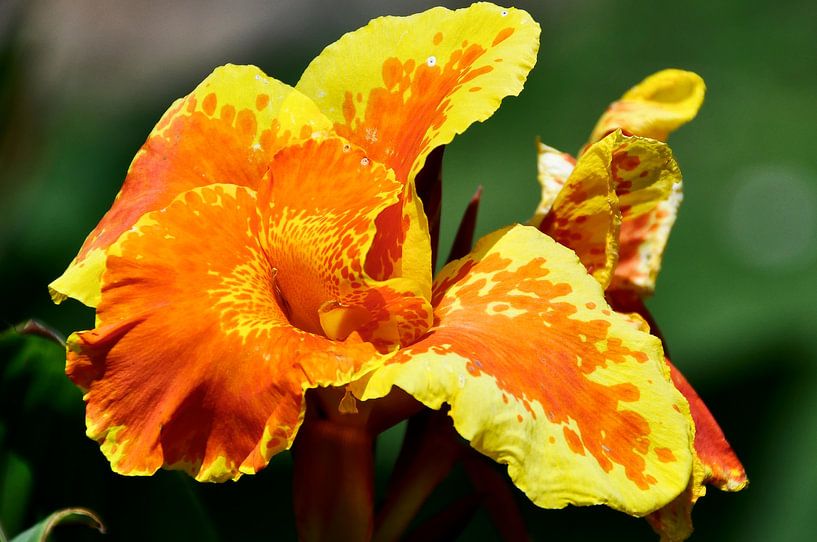 Tropical radiance in yellow and orange by Frank Photos