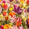 Tulipes colorées sur Stedom Fotografie