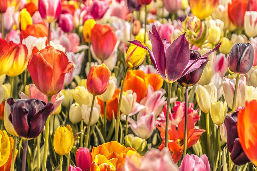 Kleurrijke tulpen van Stedom Fotografie