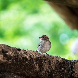 Huismus van de buurtfotograaf Leontien