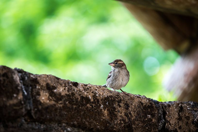 House sparrow by de buurtfotograaf Leontien