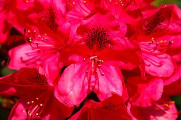 Red rhododendron flower abstract, close-up, Germany by Torsten Krüger
