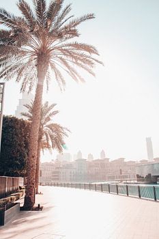 Sonnenaufgang durch Palmen in Dubai