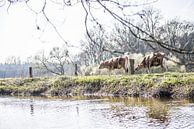 Koeien aan het water, natuur in Twente van Ratna Bosch thumbnail