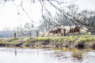 Vaches au bord de l'eau, la nature à Twente