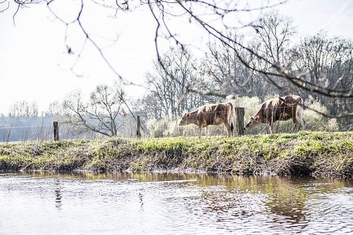 Cows by the water, nature in Twente