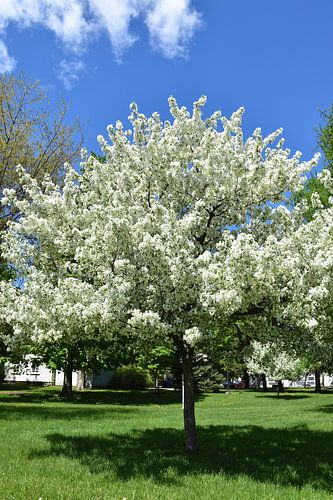An apple tree in bloom in the park