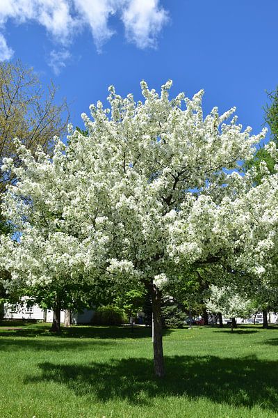 An apple tree in bloom in the park by Claude Laprise