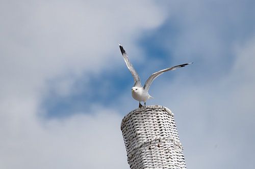 De meeuw op de mand