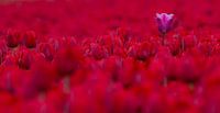 een paarse tulp in een veld vol rood wonderschoon van Bianca Fortuin thumbnail