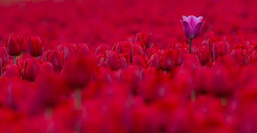 een paarse tulp in een veld vol rood wonderschoon van Bianca Fortuin