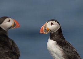 puffin by anja voorn