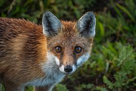 Oogcontact van Simone Kuijpers