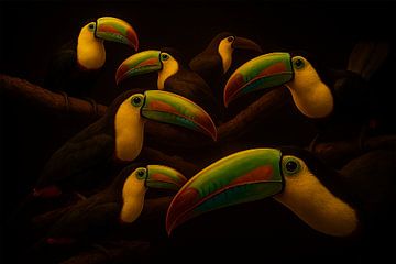 Toucan