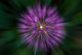 Blumen von Franke de Jong