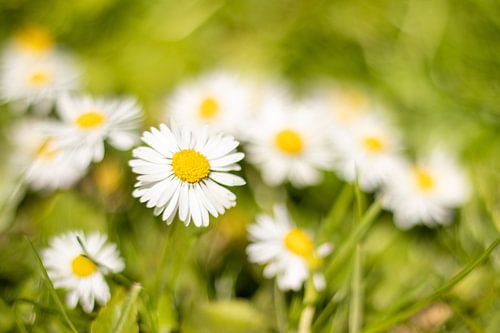 Close-up photo of daisies in the grass
