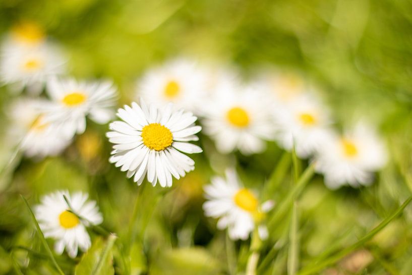 Close-up photo of daisies in the grass by thomaswphotography