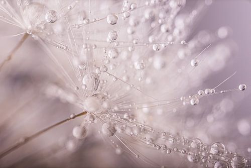 Waterdruppeltjes versieren de paardenbloem