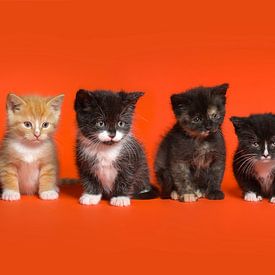 Kitten Katten Cat Poes van Patrick Reymer
