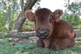 Scottish Highlander Calf by Tilly Meijer
