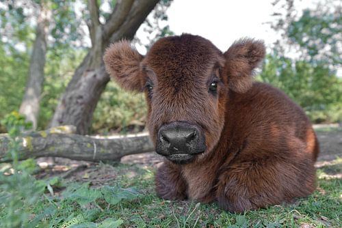 Scottish Highlander Calf