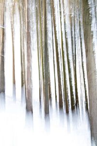 forêt de pins en hiver
