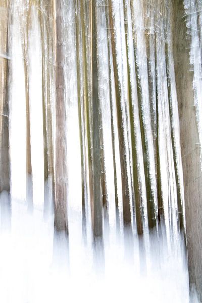 forêt de pins en hiver par Guido Rooseleer