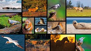 animaux de collage