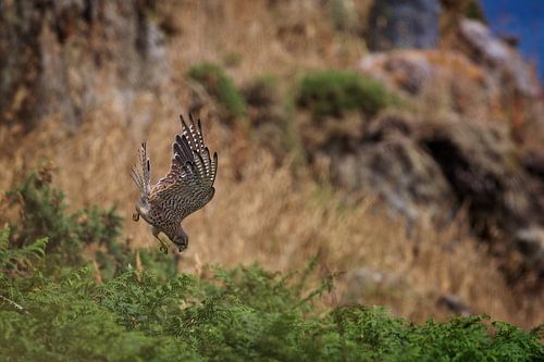 Hunting kestrel – diving with outstretched talons