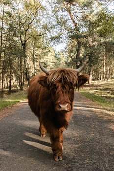 Highlander écossais sur le Veluwezoom