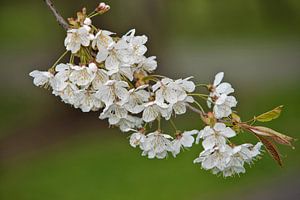 Blossom sur Pieter van Roijen