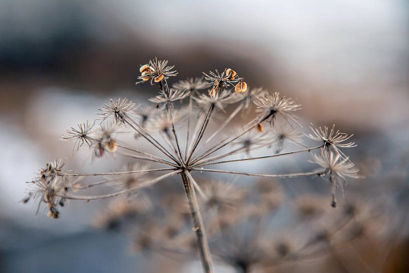 Winterbloei van t.ART