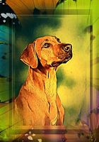 Rhodesian Ridgeback