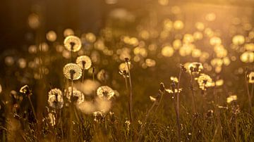 Paardenbloem in het avondlicht van Roland Brack