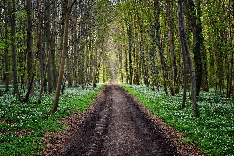 Bertem, België van Jarne Buttiens