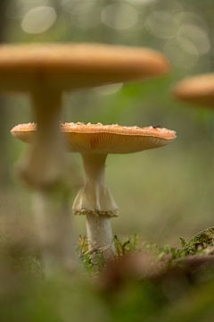 Champignon féerique : l'agaric tue-mouches sur Moetwil en van Dijk - Fotografie