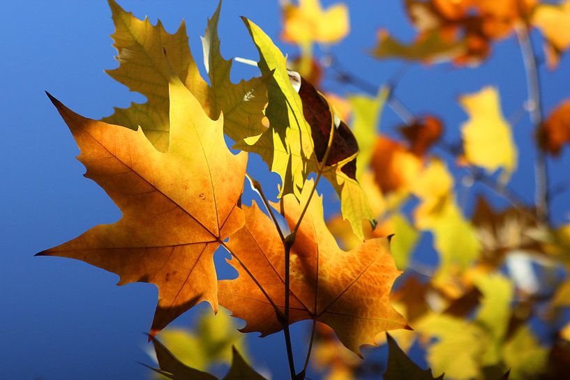 Autumn Leaves van Cornelis (Cees) Cornelissen