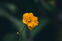 Gelbe Blume