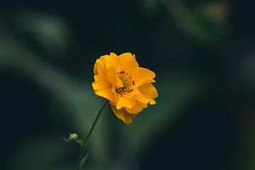 Gele bloem van Photos by Francis