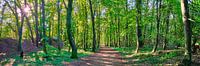 Wald und Bäume Natur Panorama mit Sonnenstrahlen von 77pixels Miniaturansicht