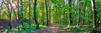 Forêt et arbres panorama nature avec rayons de soleil