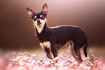 Spring doggie